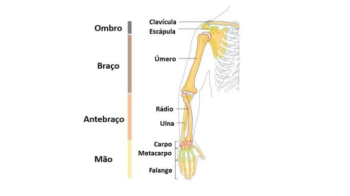 Huesos del miembro superior