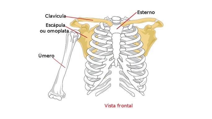 huesos escapulares de la cintura