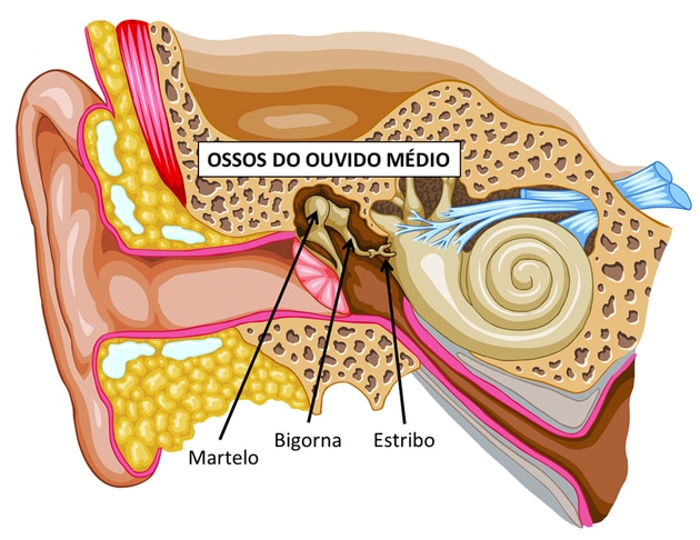 Huesos del oído medio