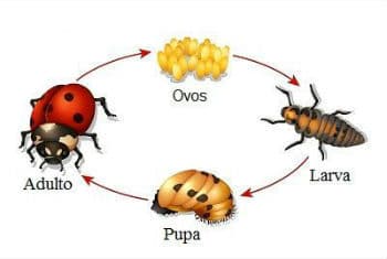 Representación del ciclo de vida de la mariquita.