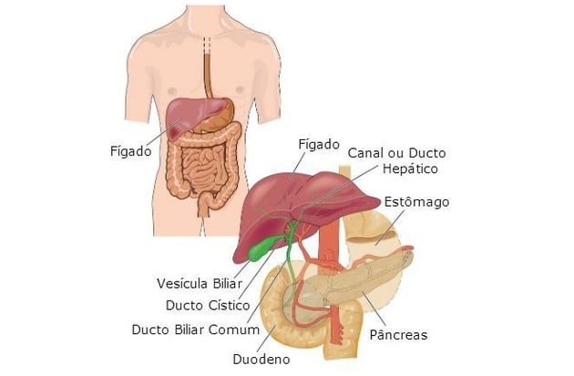 Órganos adheridos al sistema digestivo