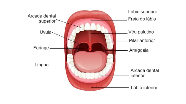boca del sistema digestivo