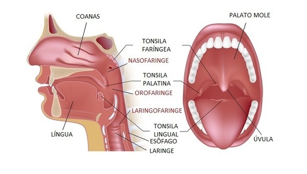 sistema digestivo faringe