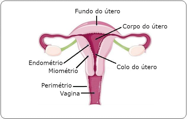 útero sistema reproductor femenino