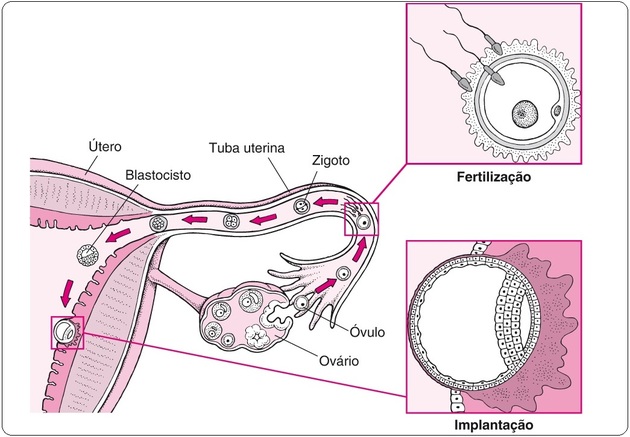 sistema reproductor femenino mafia uterina