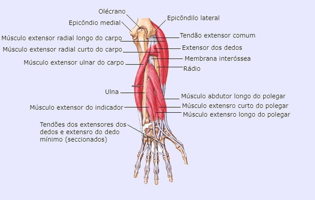 Músculos de la parte superior del antebrazo