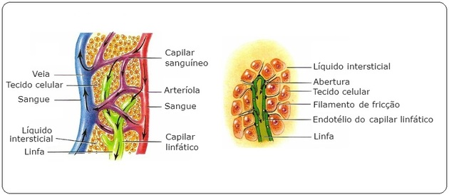sistema linfático como funciona