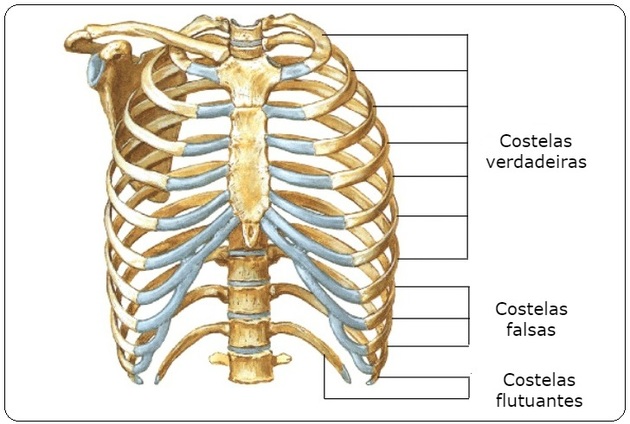 huesos del pecho