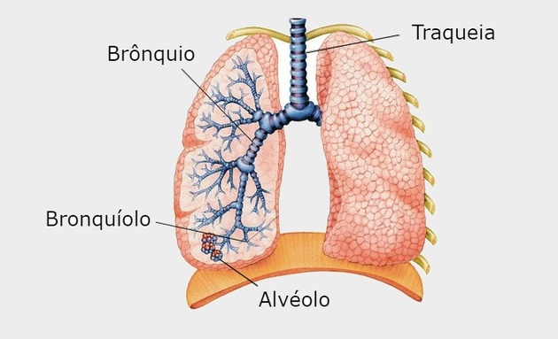 bronquios del sistema respiratorio
