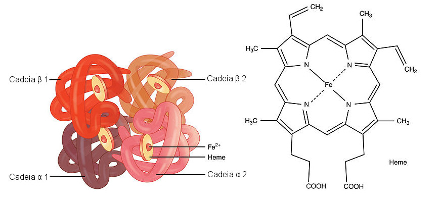 Molécula de hemoglobina y un grupo hemo.  Ilustración: OpenStax College [CC-BY-SA 3.0] / vía CNX.org