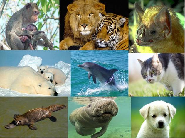 Ejemplos de animales mamíferos