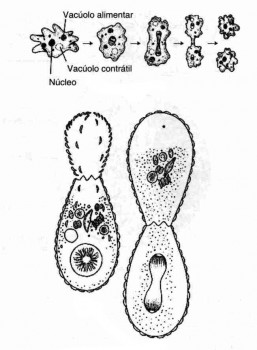 Reproducción de protozoos ameboides
