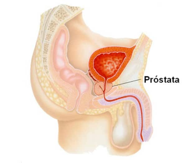 donde esta la próstata