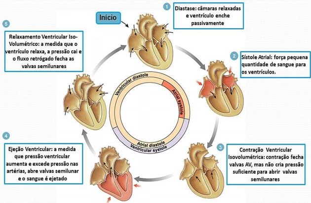 ciclo cardíaco