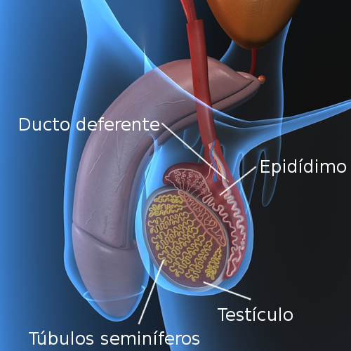 Anatomía del testículo.  Ilustración: sciencepics / Shutterstock.com [adaptado]