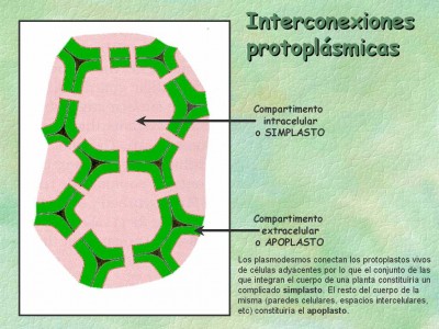 Apoplast y Simplast – Biología