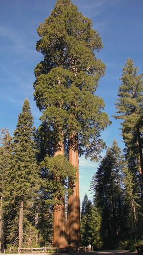 Sequoia – Árboles – Información de la escuela