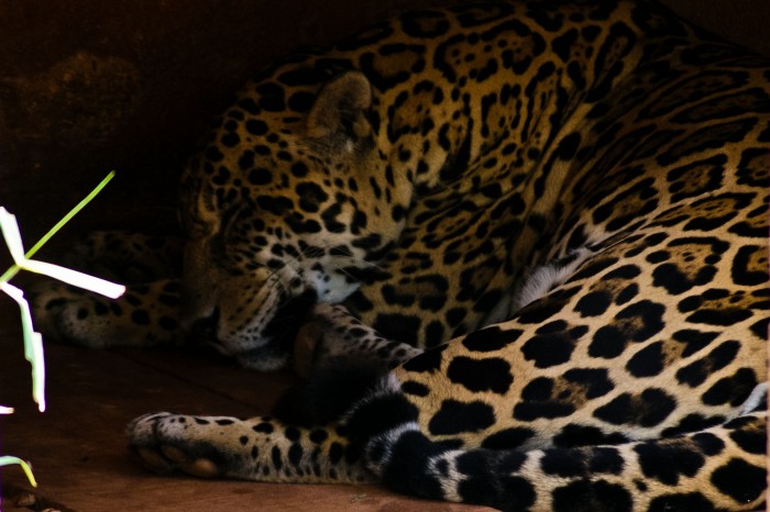 Jaguar - Panthera onca Foto: Bruno Corrêa Barbosa