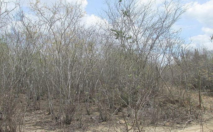 Vegetación de caatinga