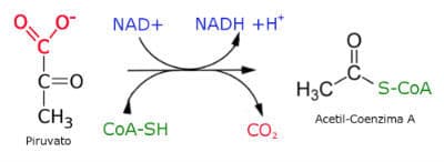 Reacción de la formación de acetil-CoA