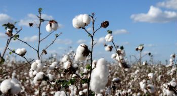 Ciclo del algodón en Brasil