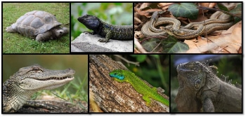 Imágenes de reptiles