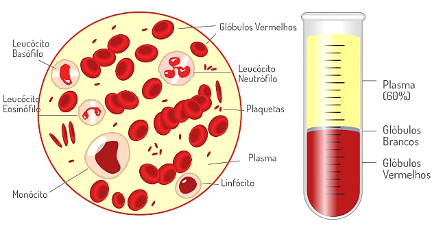 Composición de la sangre