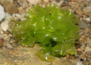 alga verde
