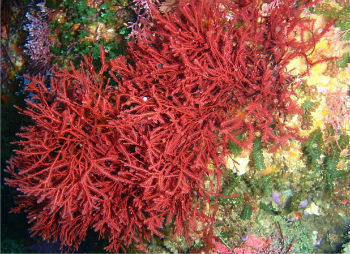 alga roja