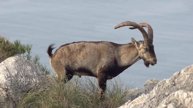 Ibex de los Pirineos