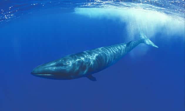 ballena azul