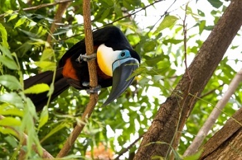 Aves brasileñas