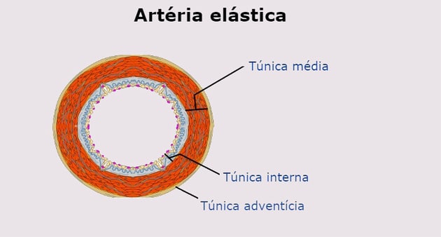 arteria elástica