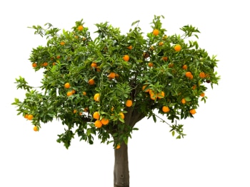Naranjo, un ejemplo de angiosperma