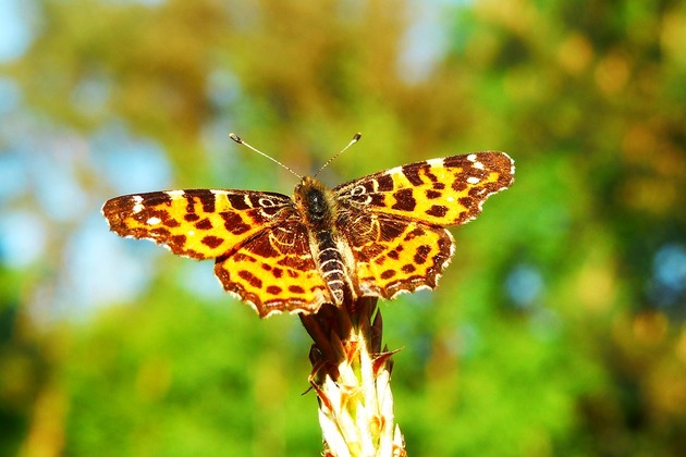 mariposa animal invertebrado