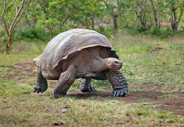 tortuga gigante de galápagos