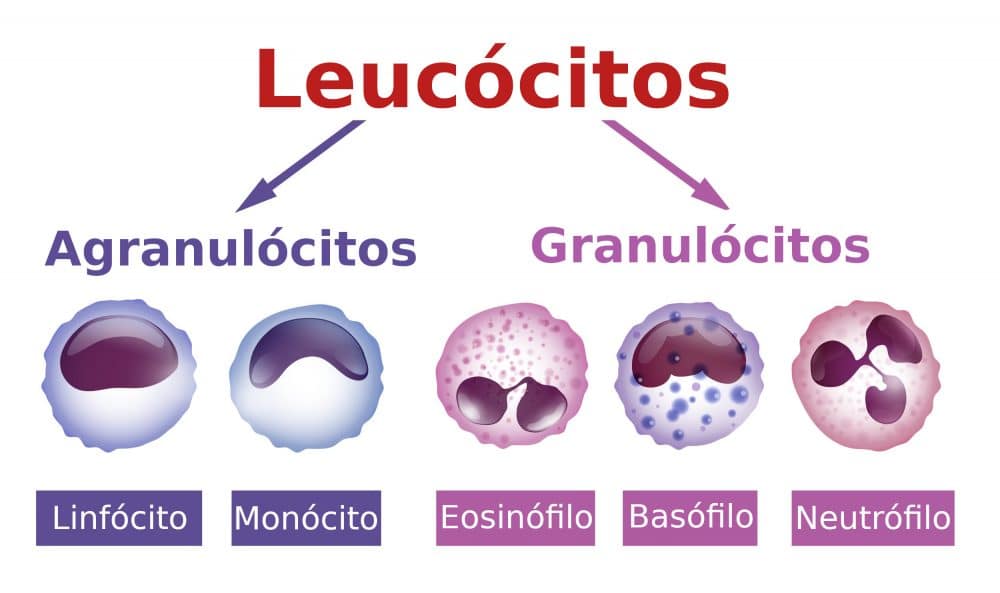 Leucocitos 2- 4 por campo en orina que significa