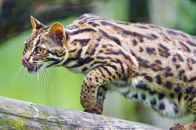 gato leopardo asiático