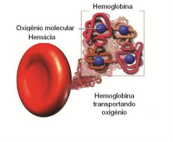 Transporte de oxígeno a través de la hemoglobina.