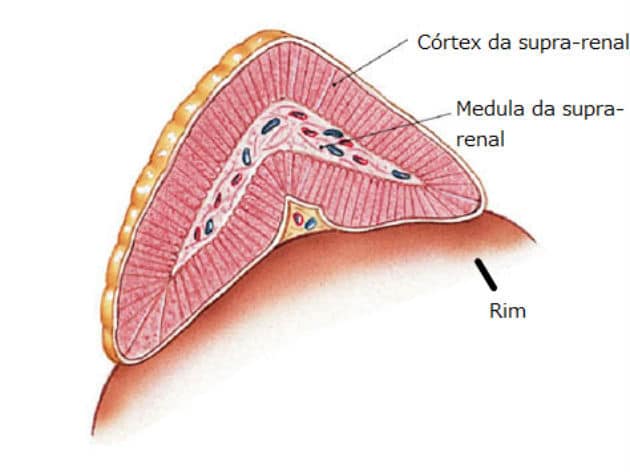 Anatomía de las glándulas suprarrenales.