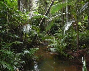 Interior de un bosque tropical