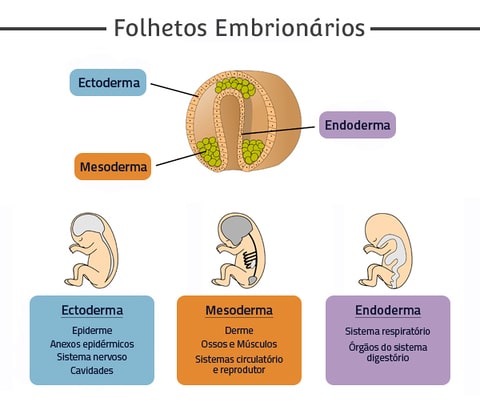 Folletos embrionarios