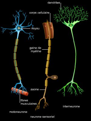 Neuronas y transmisión sináptica de impulsos nerviosos