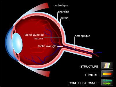 Estructura de la retina