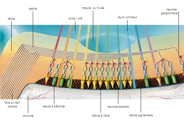 Estructura de la retina