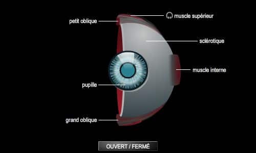 Estructura del ojo derecho