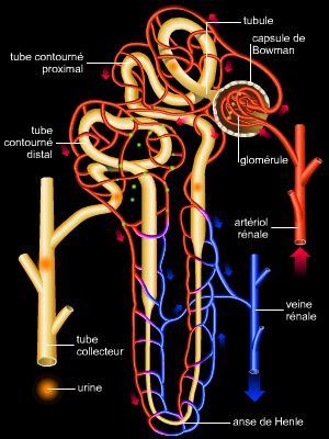 Nephron, sistema de filtración renal