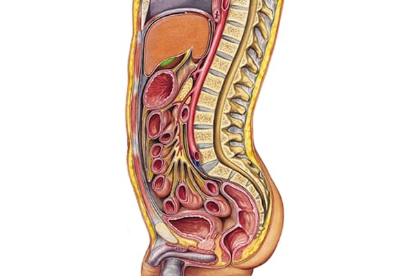 Sección longitudinal del peritoneo