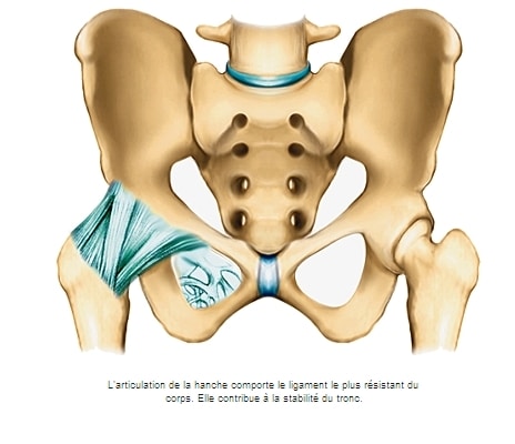 Vista frontal de la articulación de la cadera