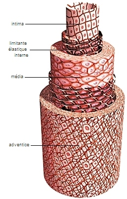 Estructura de una arteria